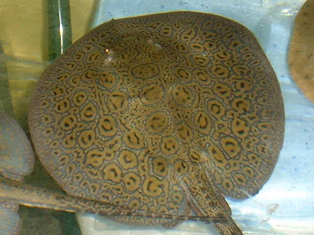 Potamotrygon spec. NEW